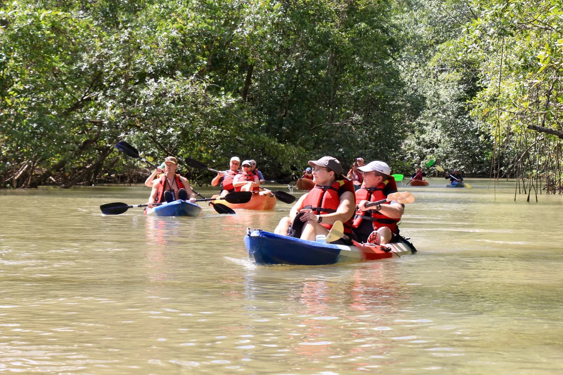 Mangrove Tour by Boat or Kayak
